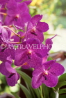 BARBADOS, Orchid World Barbados, Orchids, BAR583JPL