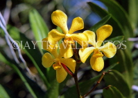 BARBADOS, Orchid World Barbados, Orchids, BAR587JPL