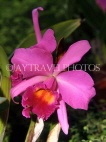 BARBADOS, Orchid World Barbados, deep pink Cattelaya Orchid, BAR1154JPL