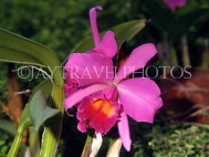 BARBADOS, Orchid World Barbados, deep pink Cattelaya Orchid, BAR1155JPL