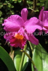 BARBADOS, Orchid World Barbados, deep pink Cattelaya Orchid, BAR1156JPL
