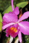 BARBADOS, Orchid World Barbados, deep pink Cattelaya Orchid, BAR1315JPL