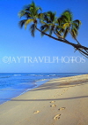 BARBADOS, West Coast, Beach and three coconut trees, BAR433JPL