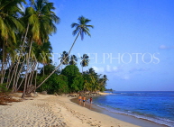 BARBADOS, West Coast, beach and coconut trees, BAR436JPL