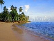 BARBADOS, West Coast, beach and coconut trees, BAR443JPL