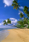 BARBADOS, West Coast, beach and leaning coconut trees, BAR115JPL