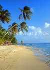 BARBADOS, West Coast, beach and leaning coconut trees, BAR417JPL