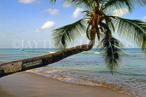 BARBADOS, West Coast, beach and three coconut tree, BAR148JPL