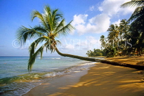 BARBADOS, West Coast, beach and three coconut tree, BAR149JPL