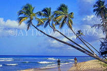 BARBADOS, West Coast, beach and three coconut trees, BAR154JPL