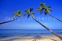 BARBADOS, West Coast, beach and three coconut trees, BAR167JPL