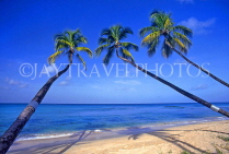 BARBADOS, West Coast, beach and three leaning coconut trees, BAR165JPL