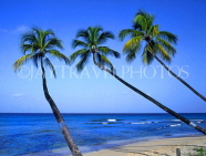 BARBADOS, West Coast, beach and three leaning coconut trees, BAR428JPL