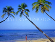 BARBADOS, West Coast, beach and three leaning coconut trees, Barbadian walking, BAR431JPL