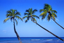 BARBADOS, West Coast, leaning coconut trees against blue sky, BAR425JPL