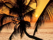 BARBADOS, West Coast, seascape and leaning coconut tree, sunset view, BAR1365JPL