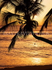 BARBADOS, West Coast, seascape and leaning coconut tree, sunset view, BAR525JPL