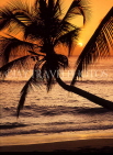 BARBADOS, West Coast, seascape and leaning coconut tree, sunset view, BAR536JPL