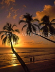 BARBADOS, West Coast, sunset and coconut trees, BAR1159JPL