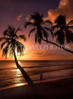 BARBADOS, West Coast, sunset and leaning coconut trees, BAR1159JPL