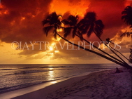 BARBADOS, West Coast, sunset and leaning coconut trees, BAR261JPL