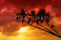 BARBADOS, West Coast, sunset and leaning coconut trees, BAR537JPL