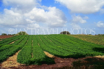 BARBADOS, countryside, carrot fields, BAR335JPL