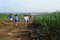 BARBADOS, tourists on country walk through sugar cane fields, BAR331JPL