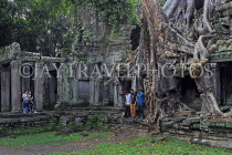 CAMBODIA, Angkor, Preah Khan Temple, Strangler Fig Tree engulfing ruins, CAM1179JPL