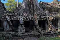 CAMBODIA, Angkor, Preah Khan Temple, Strangler Fig Tree engulfing ruins, CAM1180JPL