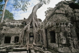 CAMBODIA, Angkor Wat, temple taken over by giant tree roots at Ta Phrom temple, CAM88JPL