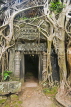 CAMBODIA, Angkor Wat, temple taken over by tree roots at the Ta Phrom temple complex, CAM61JPL