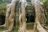 CAMBODIA, Angkor Wat, temple taken over by tree roots at the Ta Phrom temple complex, CAM63JPL
