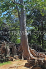 CAMBODIA, Siem Reap, Banteay Kdei Temple, Strangler Fig Tree, CAM1400JPL