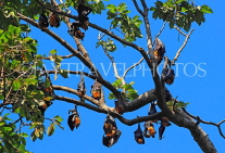 CAMBODIA, Siem Reap, Royal Independence Garden, Bats hanging on tree tops, CAM2273JPL