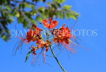 CAMBODIA, Siem Reap, Royal Independence Garden, Flamboyant Tree blossom, CAM2320JPL