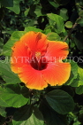 CAMBODIA, Siem Reap, Royal Independence Garden, Hibiscus flower, CAM2318JPL