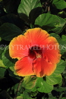 CAMBODIA, Siem Reap, Royal Independence Garden, Hibiscus flower, CAM2319JPL