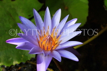 CAMBODIA, Siem Reap, Royal Independence Garden, Water Lily, CAM2324JPL
