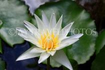 CAMBODIA, Siem Reap, Royal Independence Garden, Water Lily, CAM2325JPL