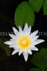 CAMBODIA, Siem Reap, Royal Independence Garden, Water Lily, CAM2326JPL