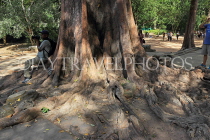 CAMBODIA, Siem Reap, Ta Prohm Temple, Strangler Fig Tree roots, CAM1464JPL