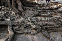 CAMBODIA, Siem Reap, Ta Prohm Temple, Strangler Fig Tree roots, CAM1465JPL