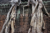 CAMBODIA, Siem Reap, Ta Prohm Temple, Strangler Fig Tree roots engulfing ruins, CAM1422JPL