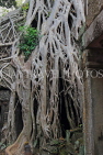 CAMBODIA, Siem Reap, Ta Prohm Temple, Strangler Fig Tree roots engulfing ruins, CAM1423JPL