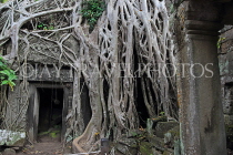 CAMBODIA, Siem Reap, Ta Prohm Temple, Strangler Fig Tree roots engulfing ruins, CAM1424JPL