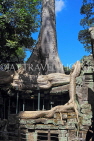 CAMBODIA, Siem Reap, Ta Prohm Temple, Strangler Fig Tree roots engulfing ruins, CAM1455JPL