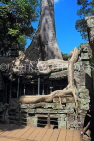 CAMBODIA, Siem Reap, Ta Prohm Temple, Strangler Fig Tree roots engulfing ruins, CAM1456JPL