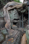 CAMBODIA, Siem Reap, Ta Prohm Temple, Strangler Fig Tree roots engulfing ruins, CAM1457JPL