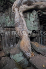 CAMBODIA, Siem Reap, Ta Prohm Temple, Strangler Fig Tree roots engulfing ruins, CAM1458JPL
